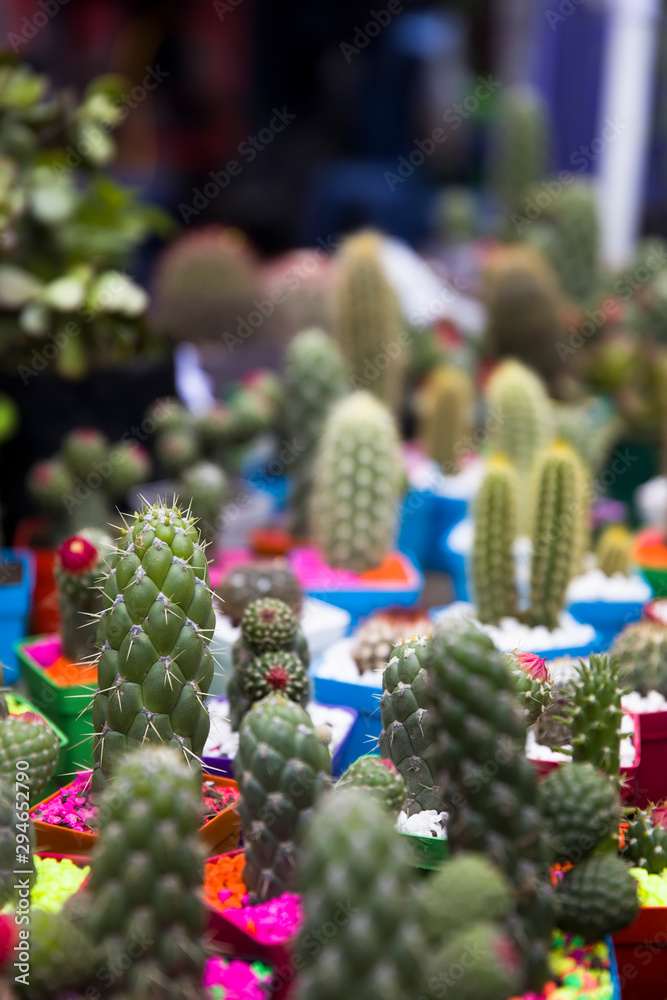Small cacti collection Small cacti collection