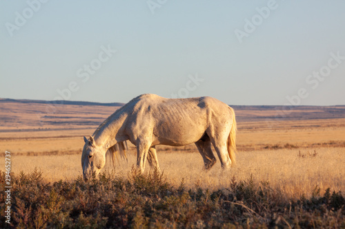 Wild Horse in the Utah Desert in Fall