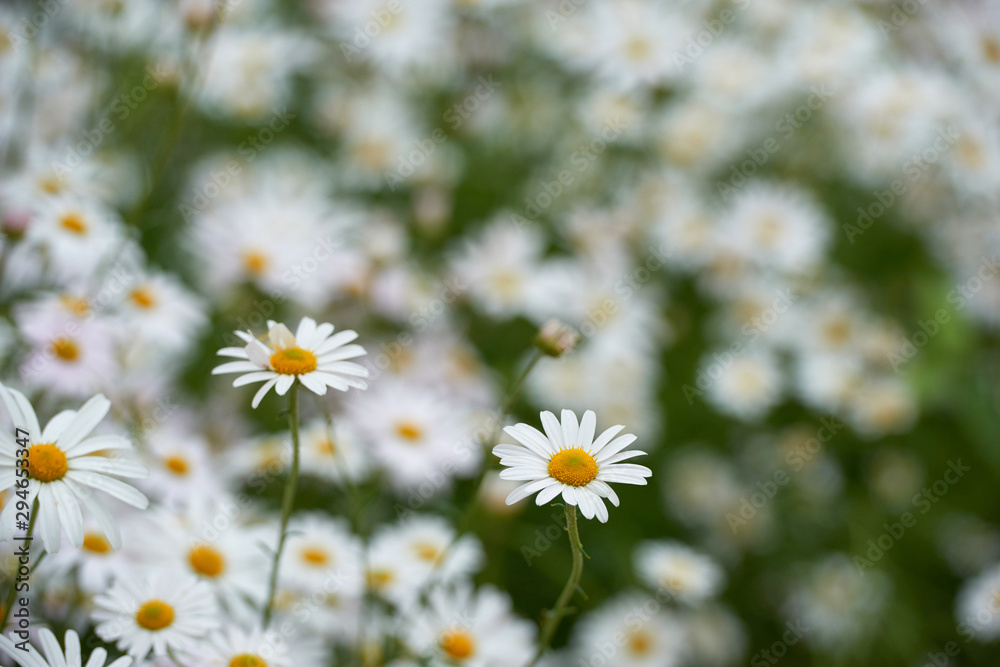 Chamomile flower field. Camomile in the nature. Field of camomiles at sunny day at nature. Camomile daisy flowers in spring day. Chamomile flowers field wide background in sun light Chamomile flower field. Camomile in the nature. Field of camomiles at sunny day at nature. Camomile daisy flowers in spring day. Chamomile flowers field wide background in sun light