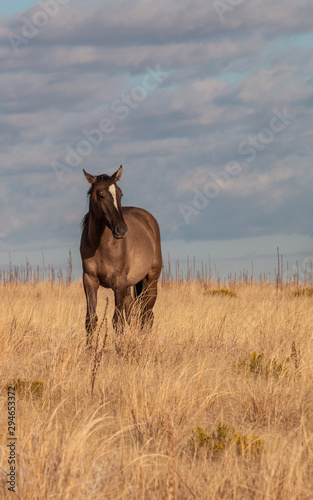 Wild Horse in the Utah Desert in Fall © equigini
