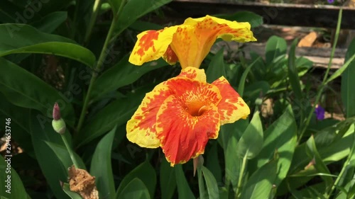 Beautiful flower in the garden