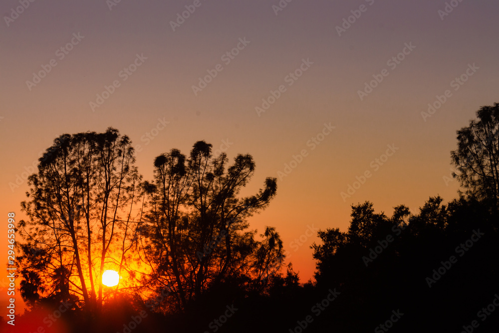 sunset in the forest