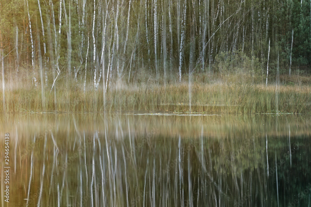 Birkenwald im Nationalpark Maasduinen, Niederlande Birkenwald im Nationalpark Maasduinen, Niederlande