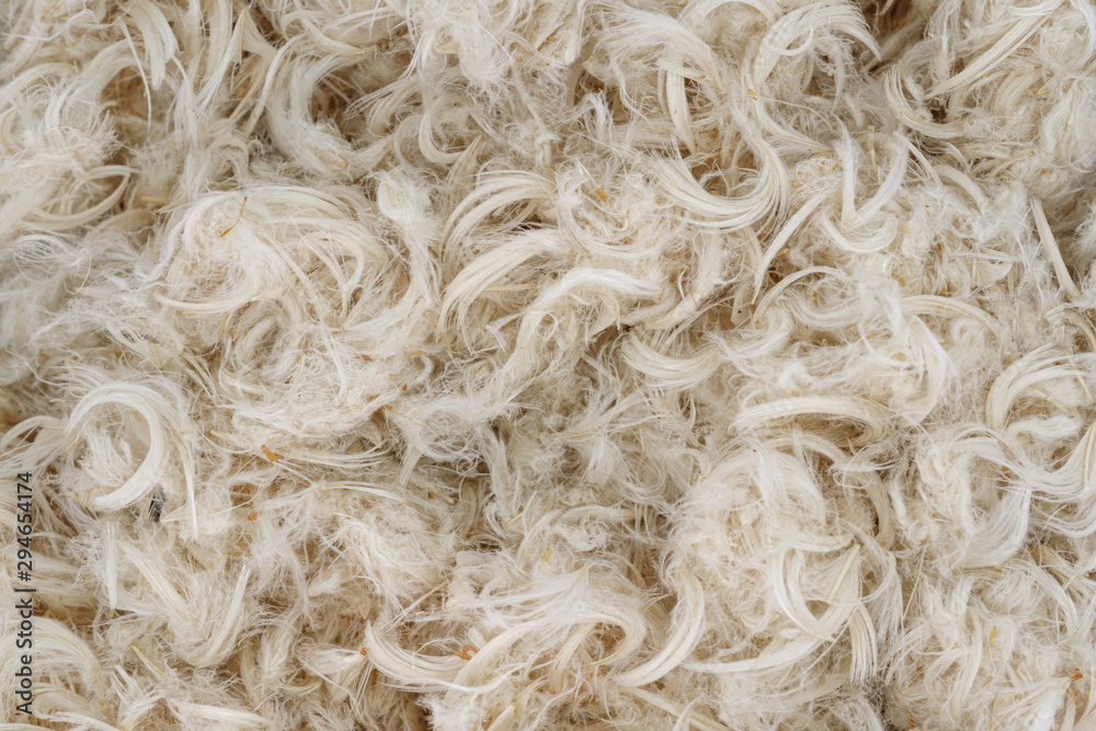 White goose feathers and fluff from pillows texture White goose feathers and fluff from pillows texture