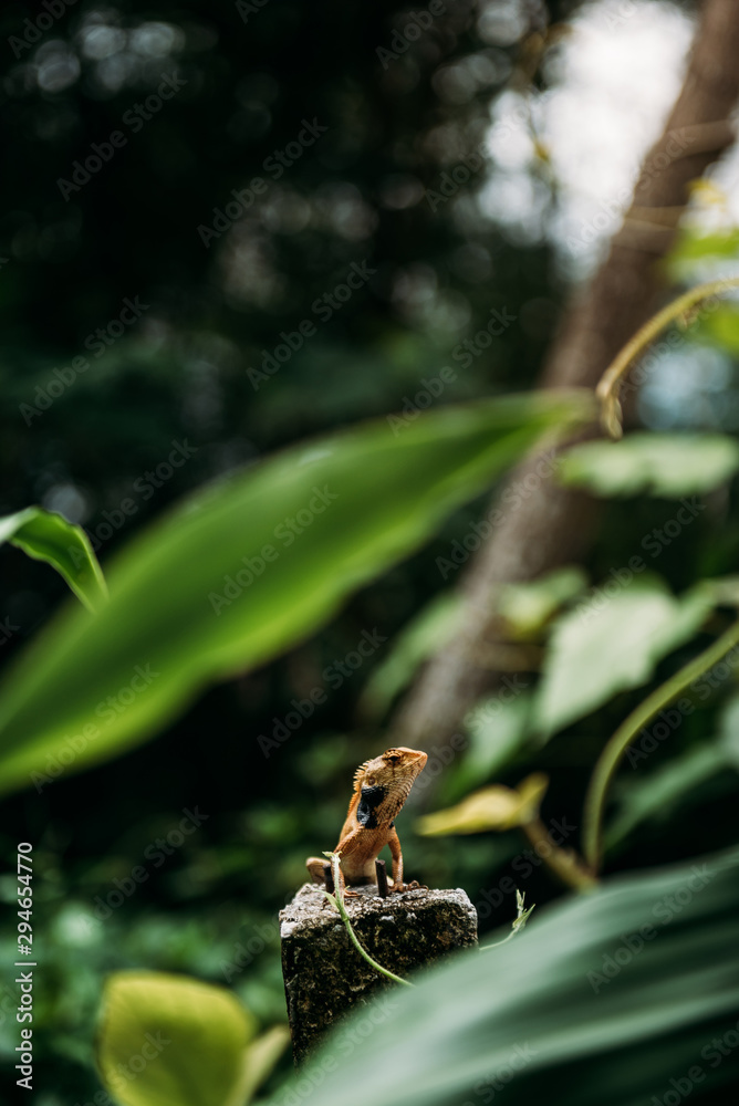 Chameleon in forest