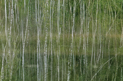 Birkenwald im Nationalpark Maasduinen, Niederlande