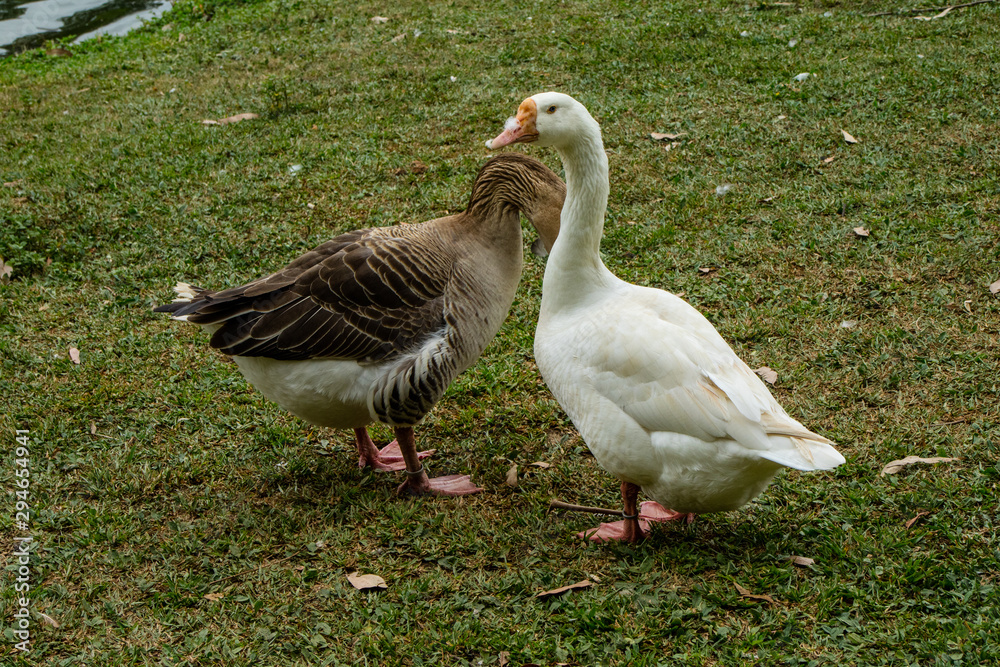 Gansos branco e beje no parque do Ibirapuera em São Paulo. Brasil Gansos branco e beje no parque do Ibirapuera em São Paulo. Brasil