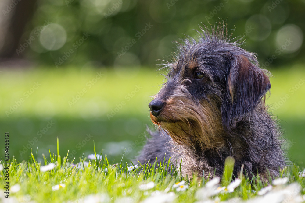 Wire-haired dachshund Wire-haired dachshund