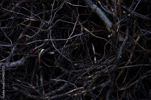 Gloomy thick broken off dry branches in a dark forest under the moonlight at night.