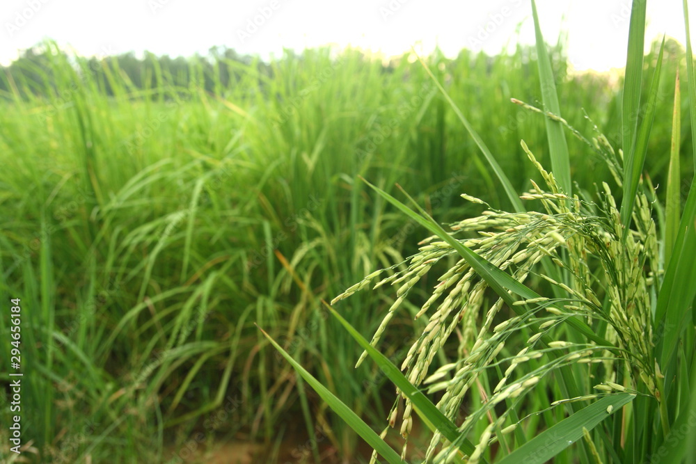 Rice seed on green cornfield background in Thailan Rice seed on green cornfield background in Thailan
