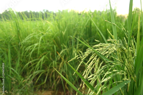 Rice seed on green cornfield background in Thailan