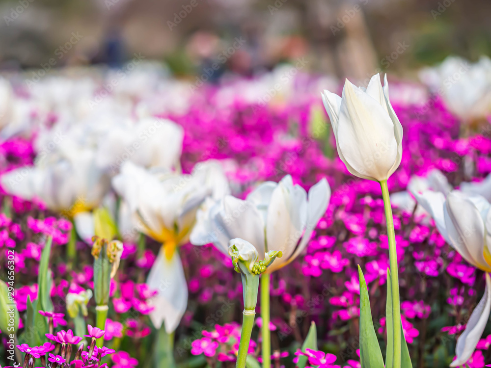 Fototapeta premium Closeup of white tulip flower with blurry small pink flowers field, people and park or garden background.