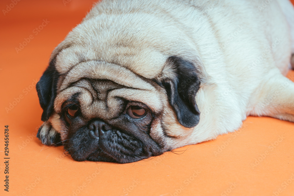 A beautiful sad pug lies on an orange background.