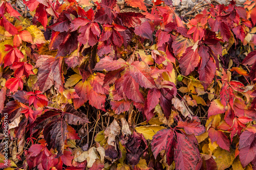 bright red leaves of wild grapes (ivy) on rustic wooden background. autumn season.