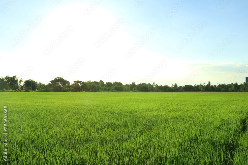 Fototapeta premium View of beautiful fresh green rice leaves field in Thailand, have white copy space on blue sky, concept spring season