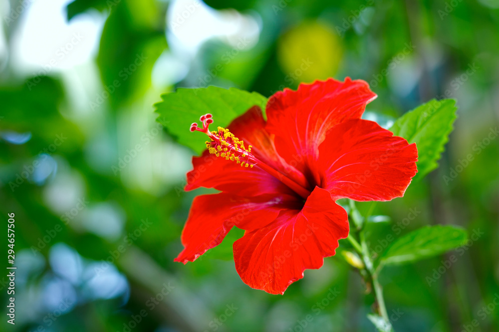 bright red hibiscus closeup with a long stamen on a background of beautiful green bokeh bright red hibiscus closeup with a long stamen on a background of beautiful green bokeh