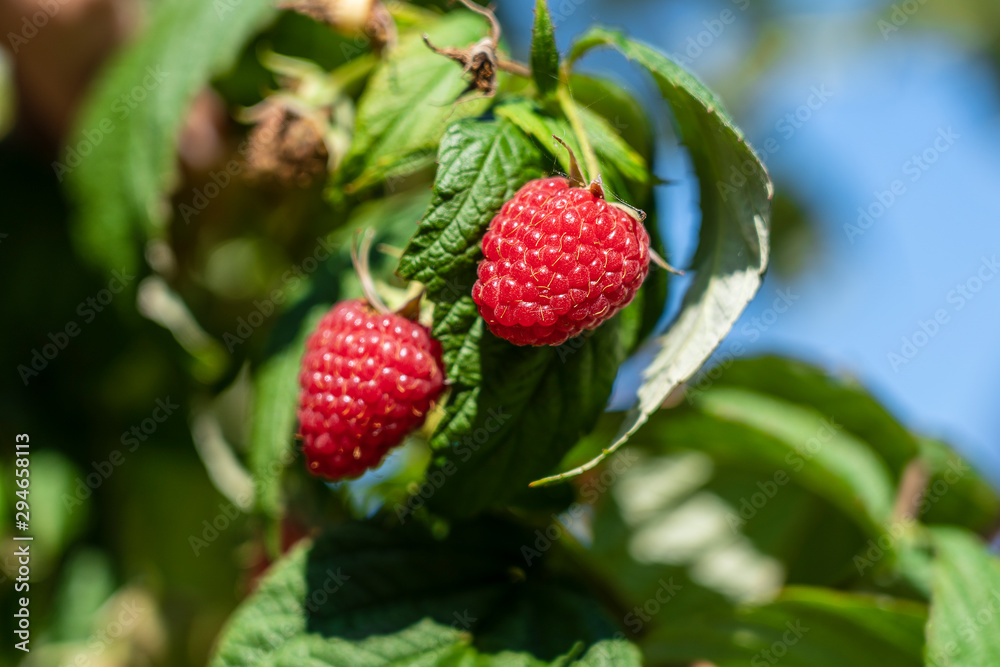 Branch of ripe raspberries in garden. Red sweet berries growing on raspberry bush in fruit garden Branch of ripe raspberries in garden. Red sweet berries growing on raspberry bush in fruit garden