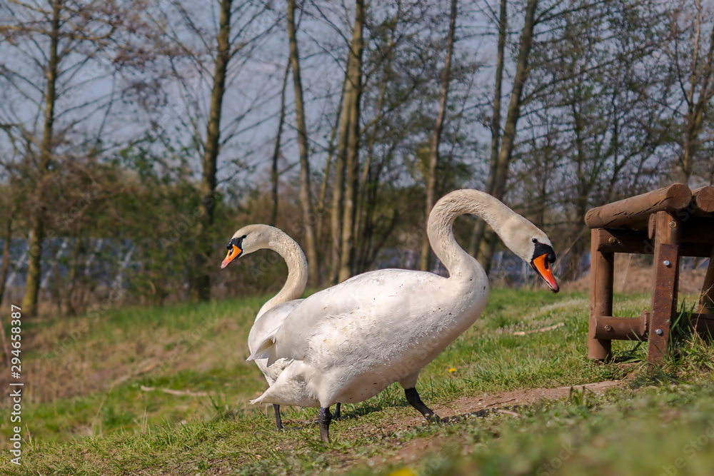 young swan at the gravel pit lake young swan at the gravel pit lake