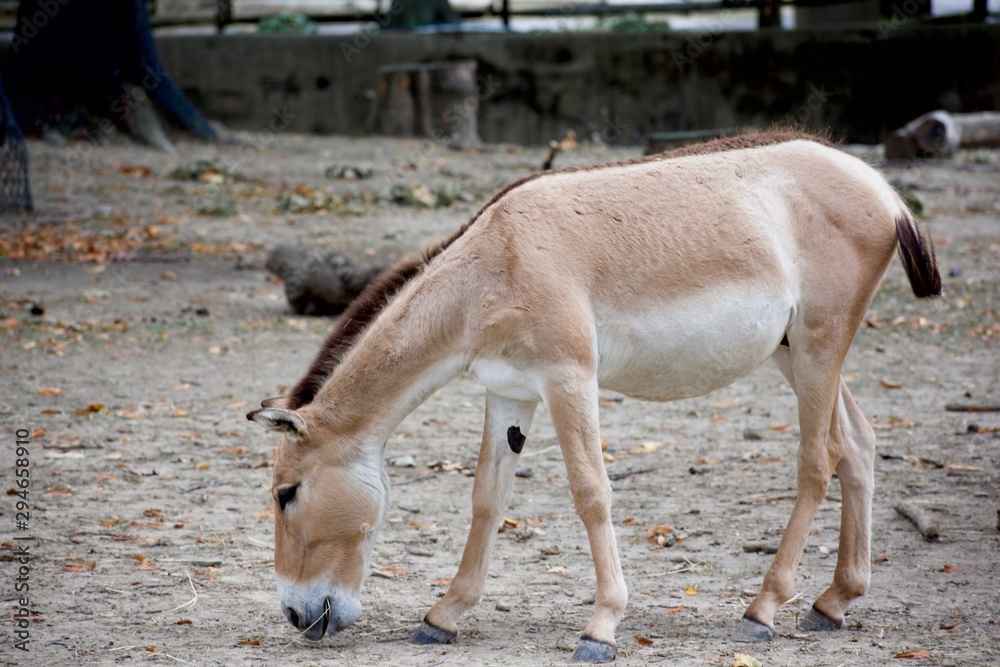 Obraz premium PERSIAN ONAGER or EQUUS HEMIONUS ONAGER Walking and grazing around dusty barren ground