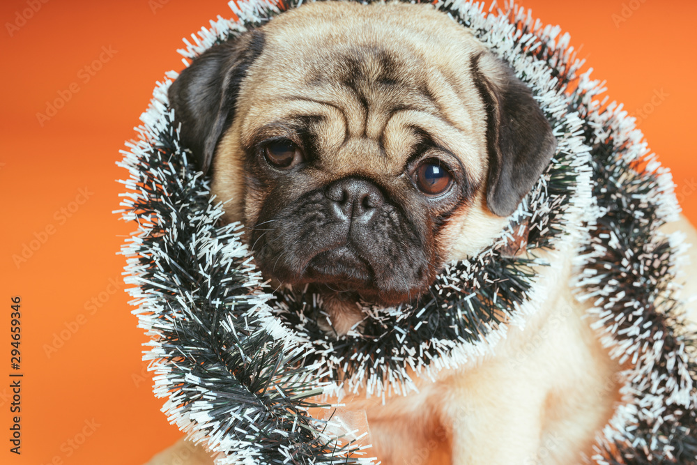 A beautiful sad pug sits with tinsel on an orange background.