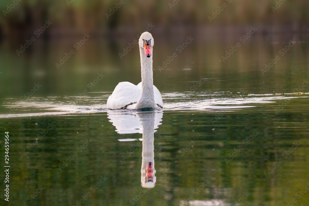young swan at the gravel pit lake young swan at the gravel pit lake