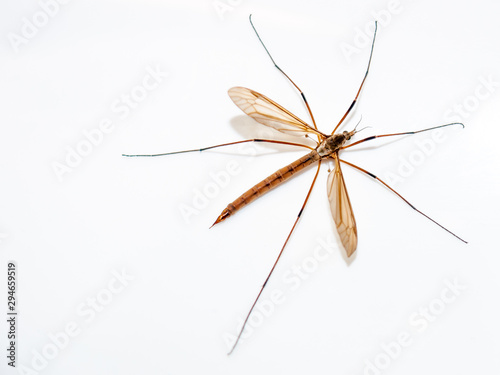 Crane Fly on white background