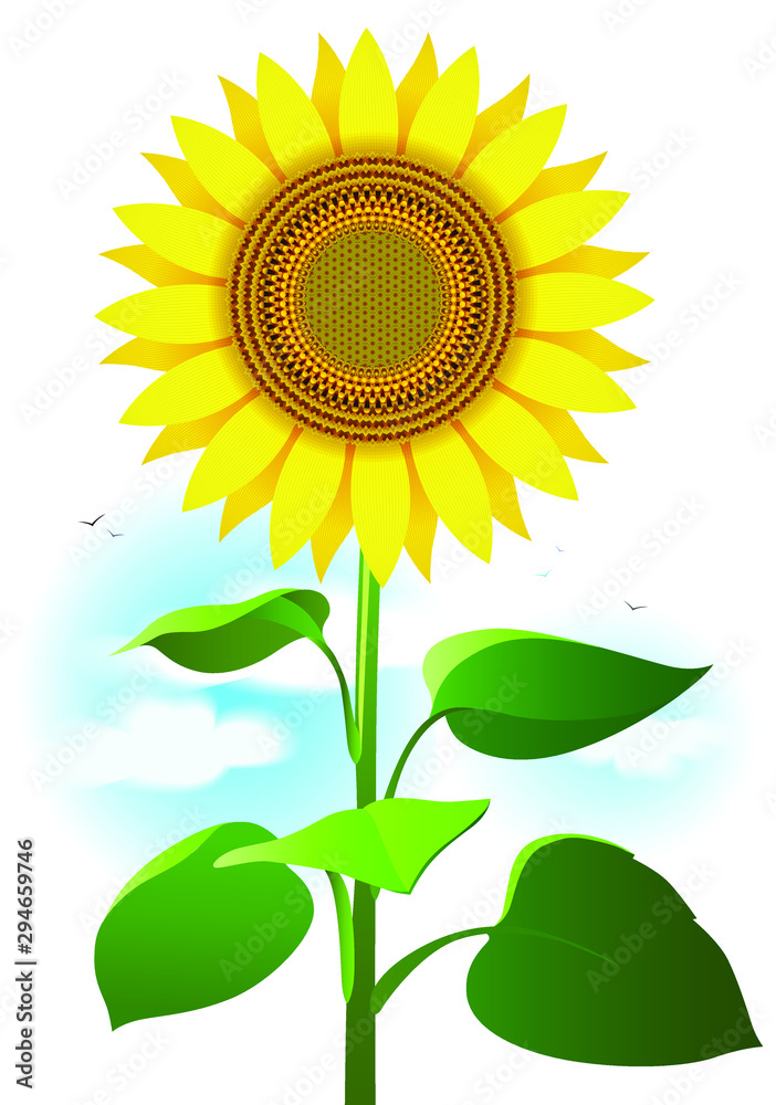 Sunflower illustration. Cartoon drawing of flower, leaves and clouds