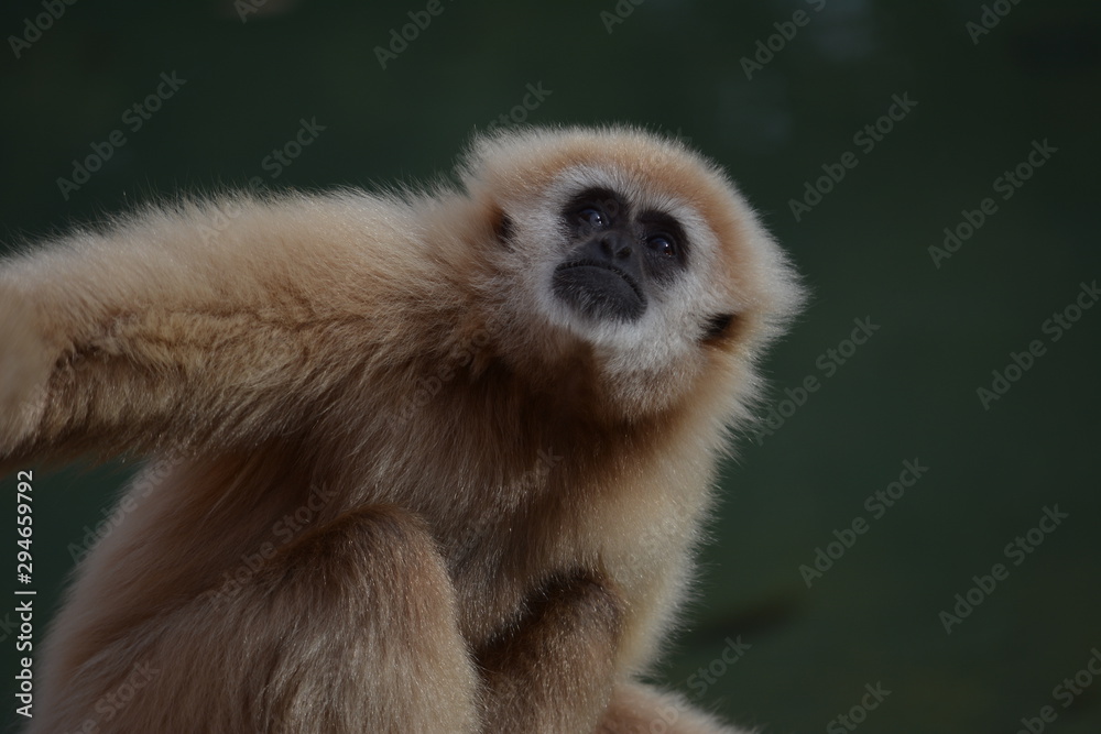 Fototapeta premium Gibbon Looks Up