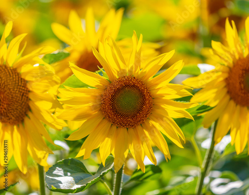 Sunflowers grow in the field