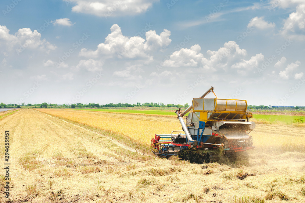 Obraz premium Harvester machine to harvest rice field working in farm , farmer is controlling the farmtractor in the field ofThailand.