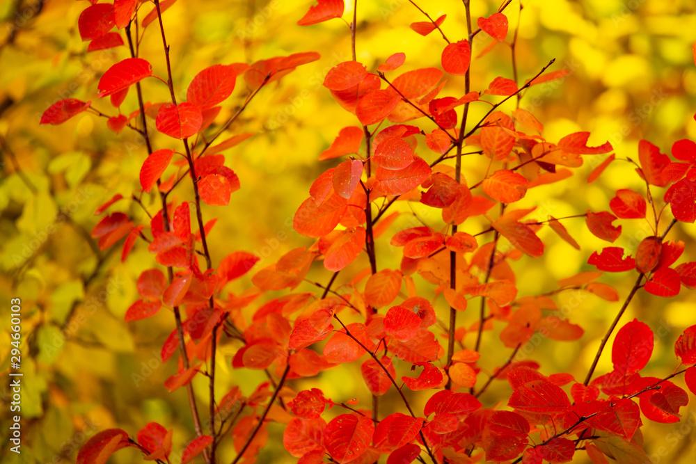 Red leaves on a birch tree in the fall Red leaves on a birch tree in the fall
