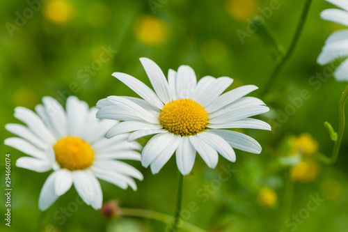 Zwei Margerithenblüten in einer Wiese