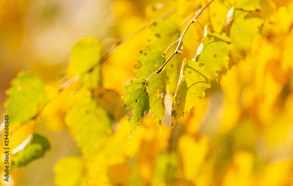 Yellow leaves on a tree in the fall Yellow leaves on a tree in the fall