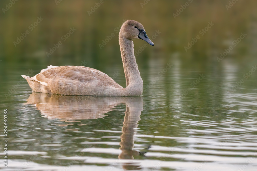 Fototapeta premium young swan at the gravel pit lake