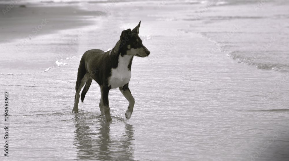 Alert Puppy on the Beach