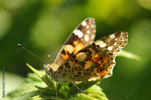 Ein Distelfalter Schmetterling sitzt auf einem grünen Blatt im Sonnenschein im Sommer Vanessa cardui Cynthia cardui