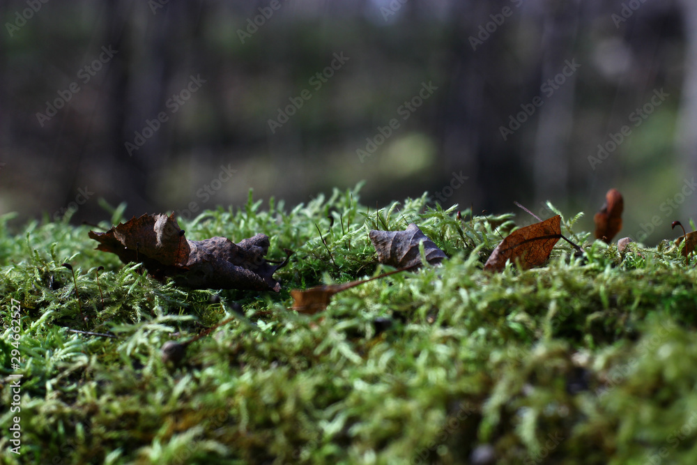 Fototapeta premium green moss in autumn in natural conditions on a blurred background of trees