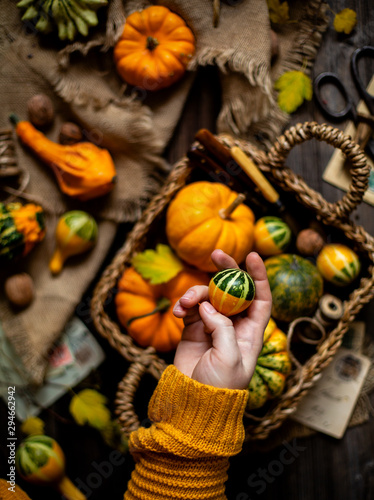 woman hold small pumpkin in hand opposite the assorted small colorful pumpkins in wicker straw basket on rustic wooden thanksgiving table on sackcloth