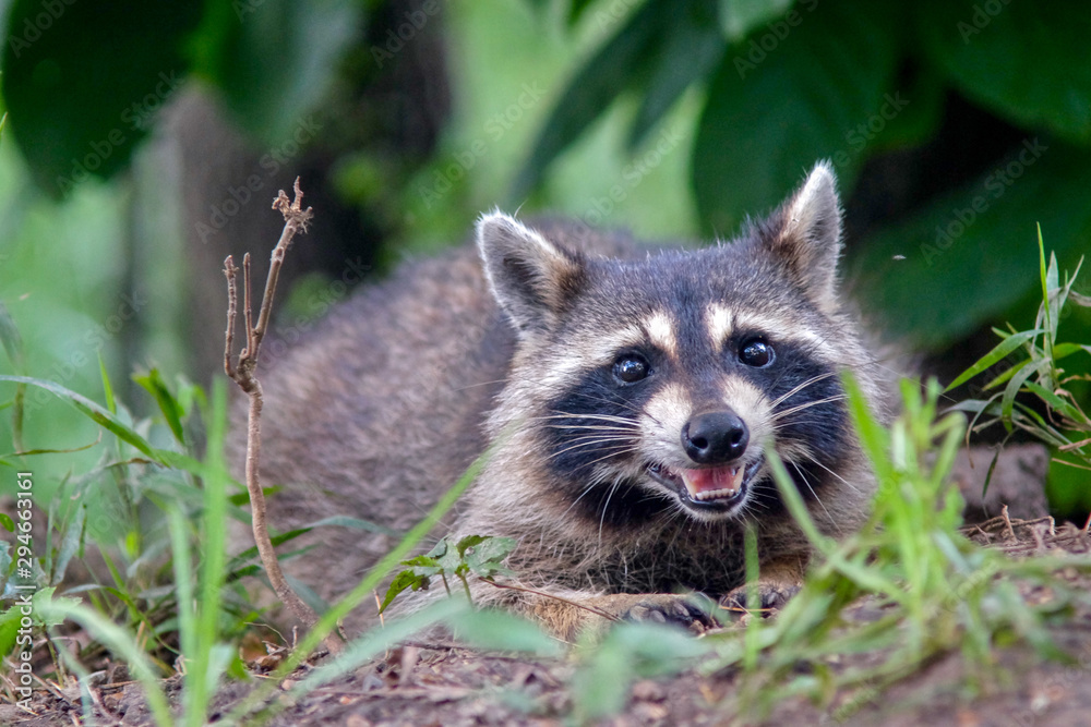 Raccoon Smile Raccoon Smile