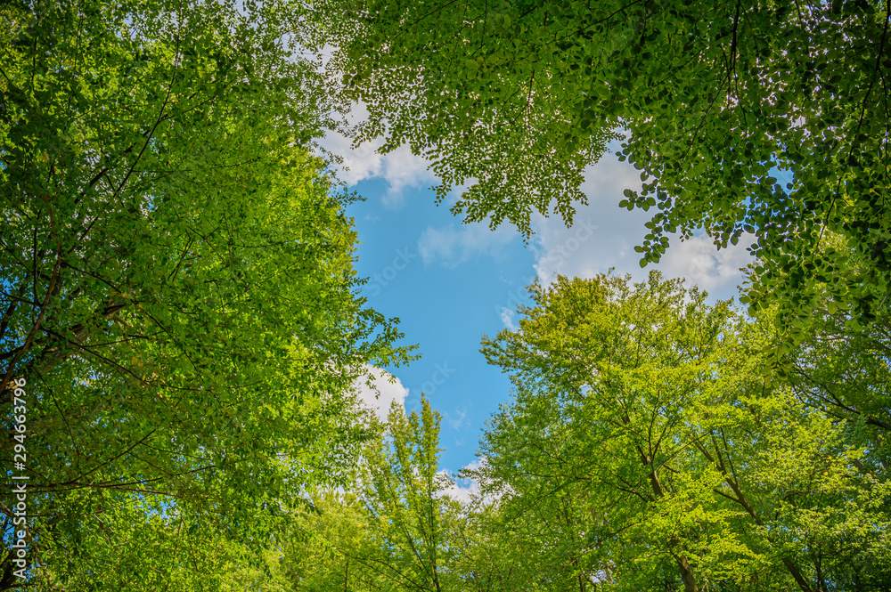 Fototapeta view of a forest in spring with blue sky