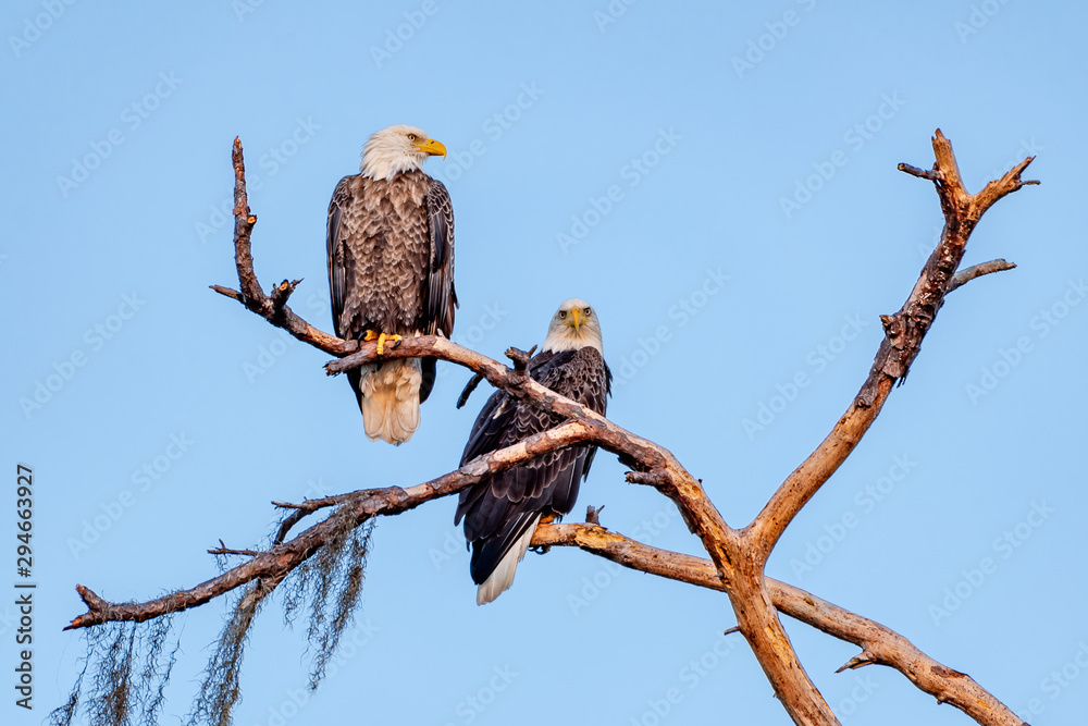 American bald eagle mates perched together in a tree American bald eagle mates perched together in a tree