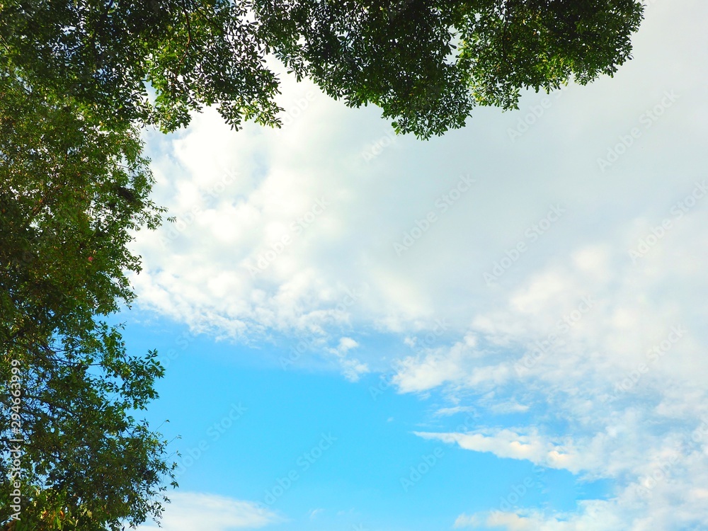 trees and sky