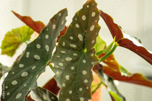 Polka-Dot Begonie / Forellenbegonie / Strauchbegonie / Begonia maculata / Zimmerpflanze / Tropische Rarität / Topfpflanze photo