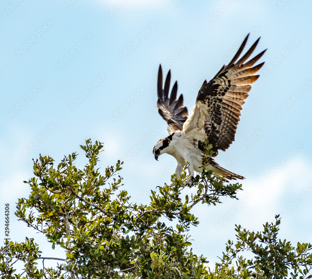 Fototapeta premium Osprey flying - landing on a tree branch