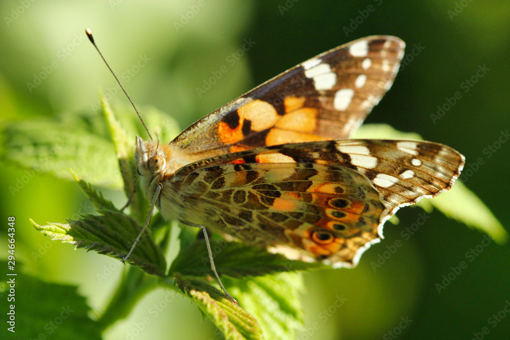 Obraz premium Ein Distelfalter Schmetterling sitzt auf einem grünen Blatt im Sonnenschein im Sommer Vanessa cardui Cynthia cardui