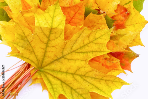 Yellow, green, red leaves of trees.