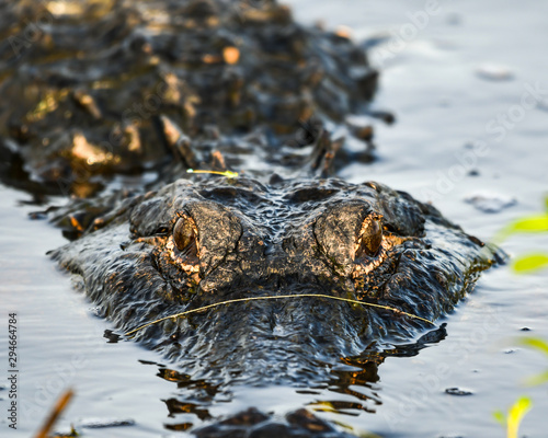 American alligator stalking its prey