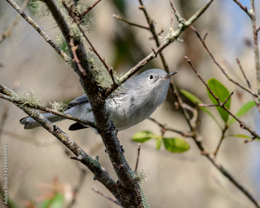 Tufted titmouse sits on a branch in the woods
