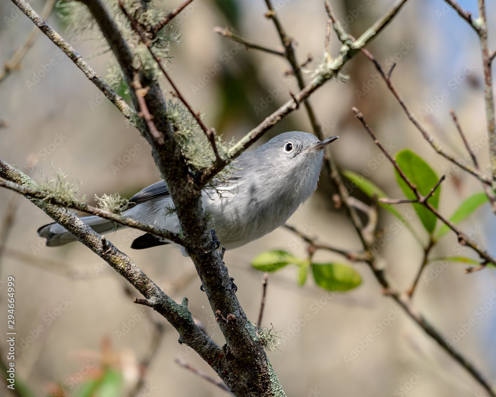 Tufted titmouse sits on a branch in the woods Tufted titmouse sits on a branch in the woods
