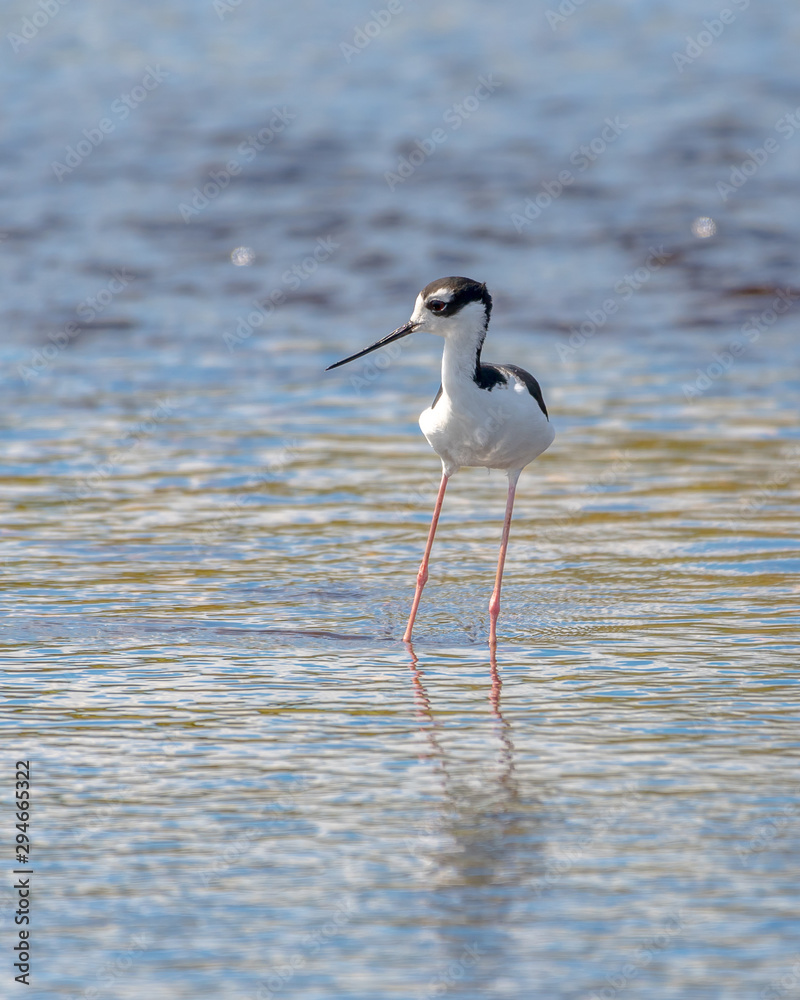 Obraz premium Black necked stilt wading alone in the shallow water